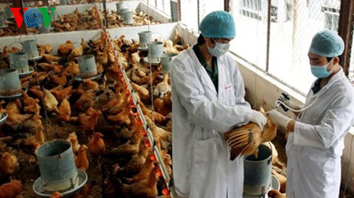 Không chủ quan với cúm gia cầm A/H5N8 chủng độc lực cao (16/07/2021)